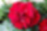 Geranium flower