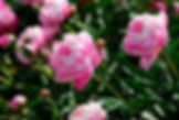 Thumbnail: Peony plants