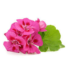 Rose Geranium Essential Oil
