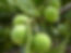Tamanu fruits 