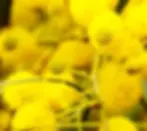 ree