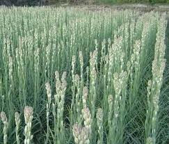 Tuberose plants 