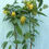 Thumbnail: Ylang Ylang Flower Pots 