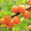 Miniatyrbilde: Apricot Tree