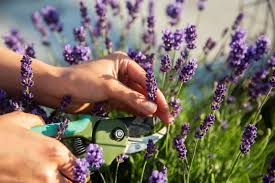 Thumbnail: Lavender plant 