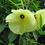 Thumbnail:  Ambrette Flower