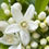 Miniatyrbilde: Neroli  (Orange Blossom)