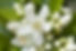 Neroli  (Orange Blossom)