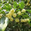 Thumbnail: Osmanthus Plant 
