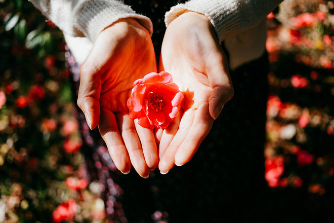 a hand of camellia flower
