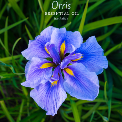 Miniatyrbilde: Orris Flower