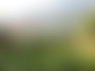 Tales From An Enchanting Forest