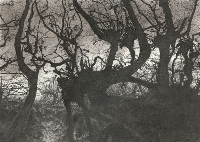 Old Hornbeams, II, charcoal drawing, Dominic Zwemmer
