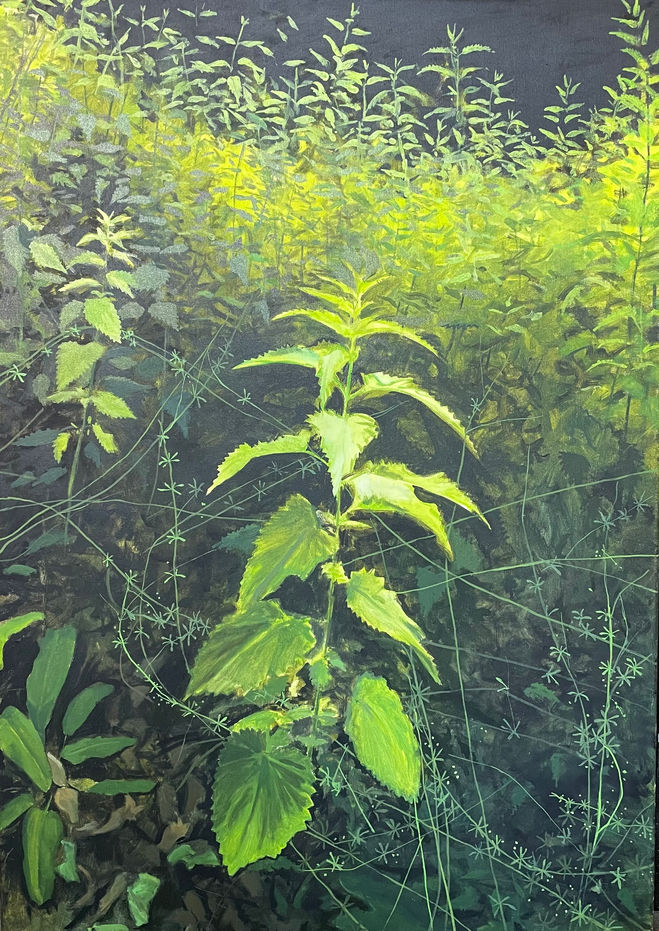 A. Lincoln Taber, Large Nettle, oil on canvas