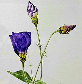 Margaret, Lisianthus, 2008, botanical, watercolour