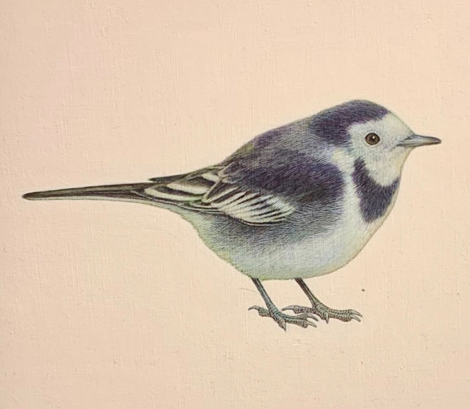 Pied Wagtail, Acrylic, Chris James