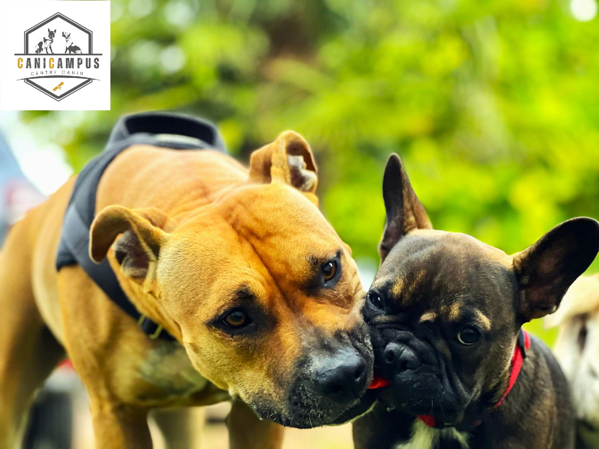 Dressage canin Falaise cours récréatif