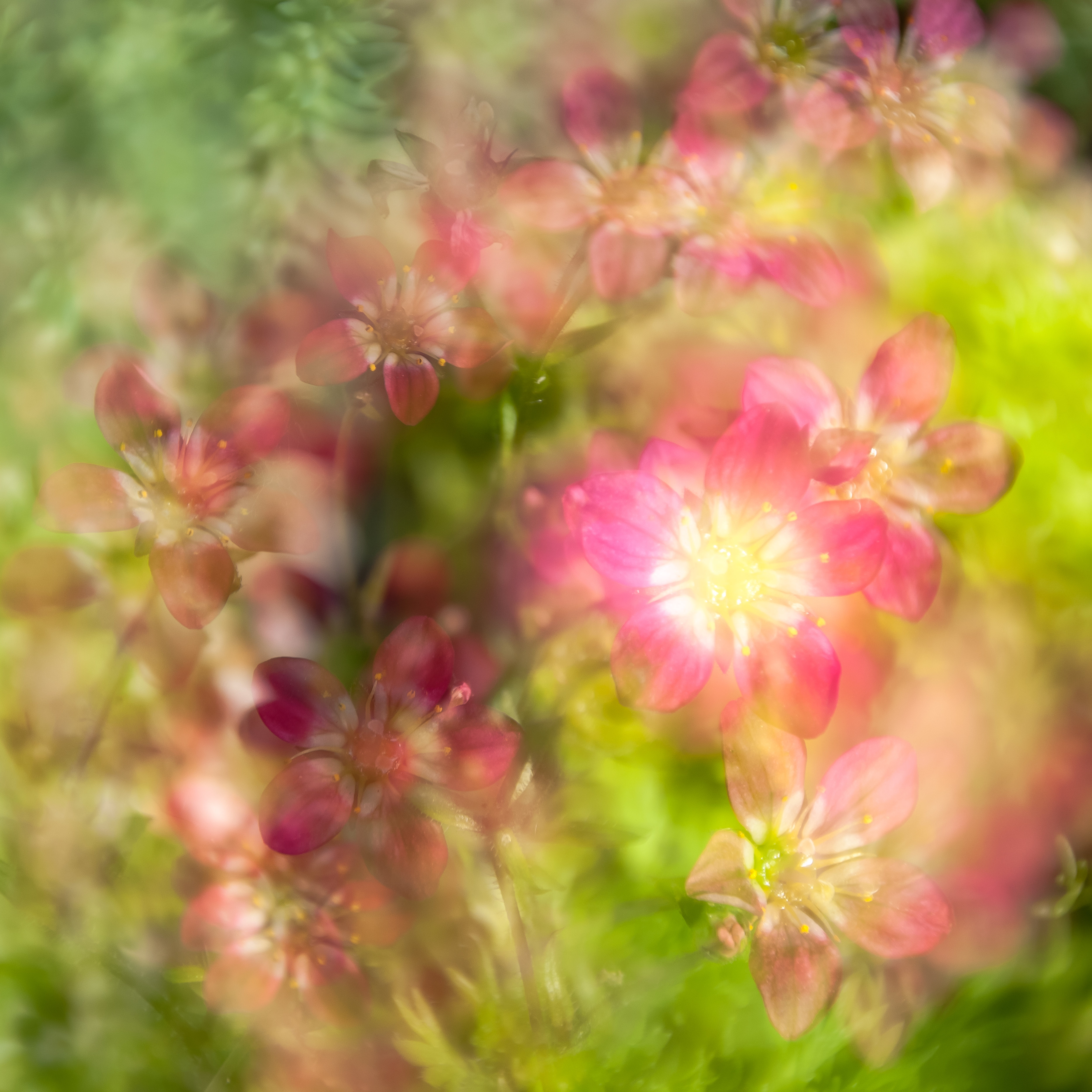 Fine Art Flowers 1