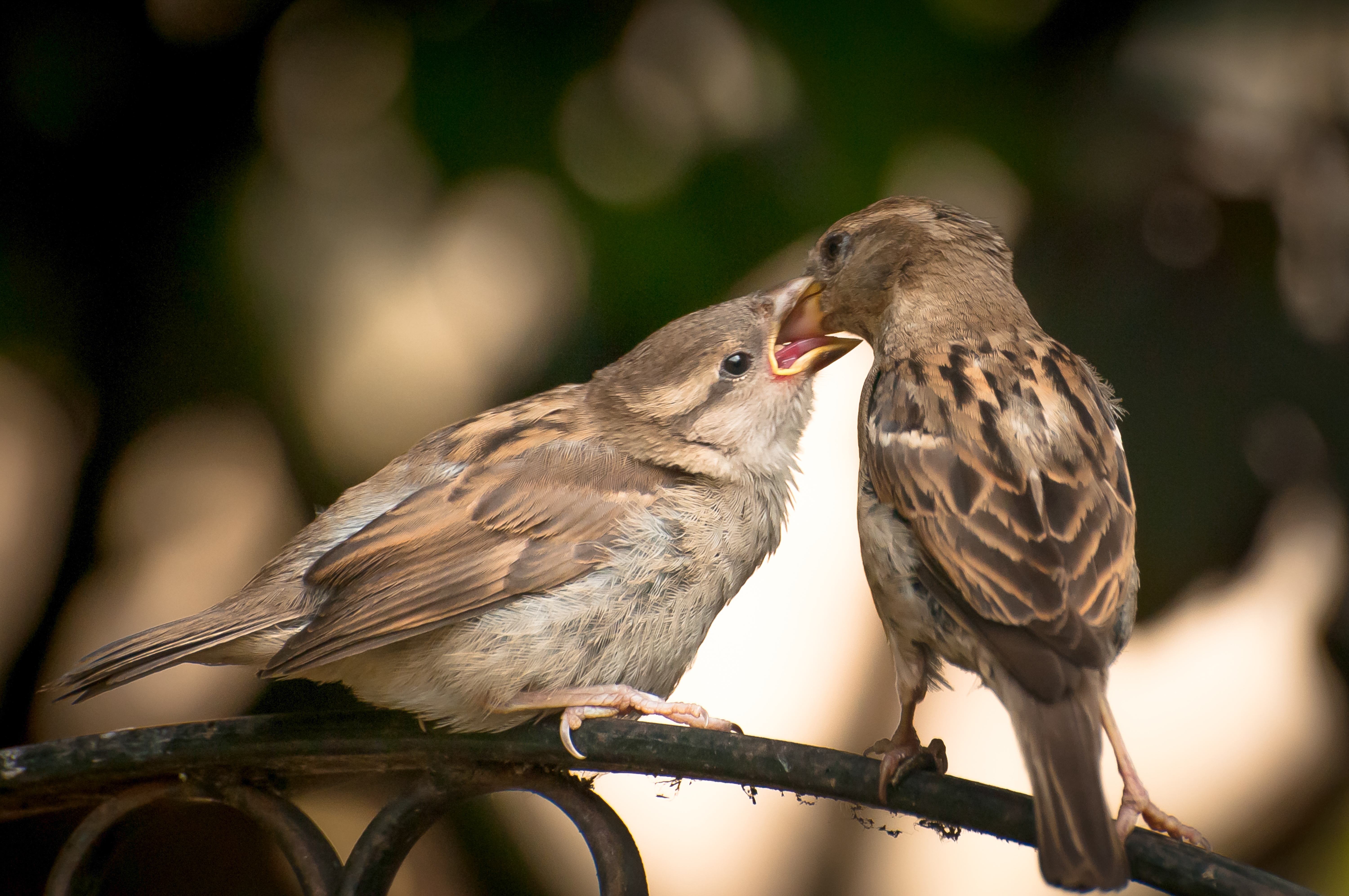 Feeding Time