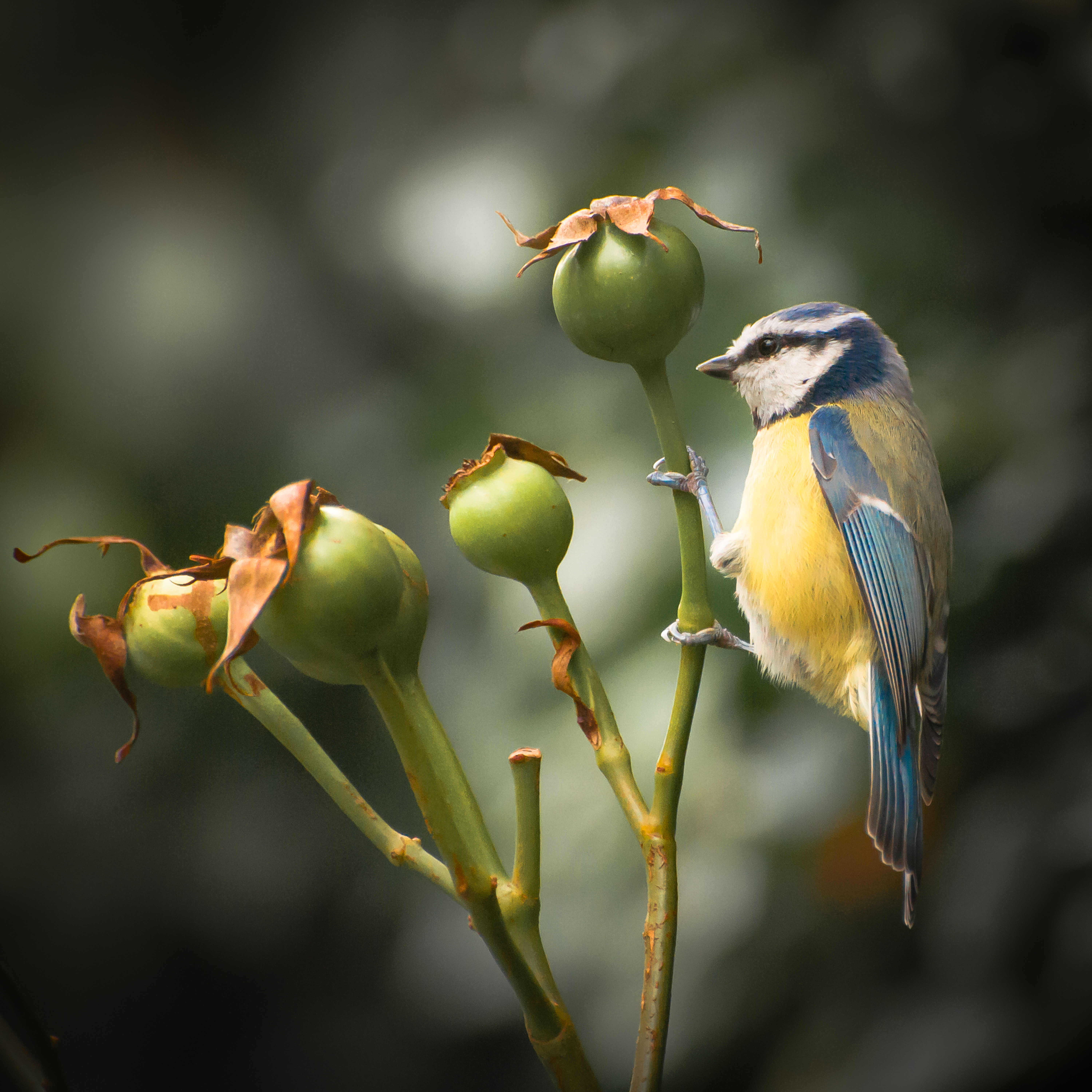 Blue Tit