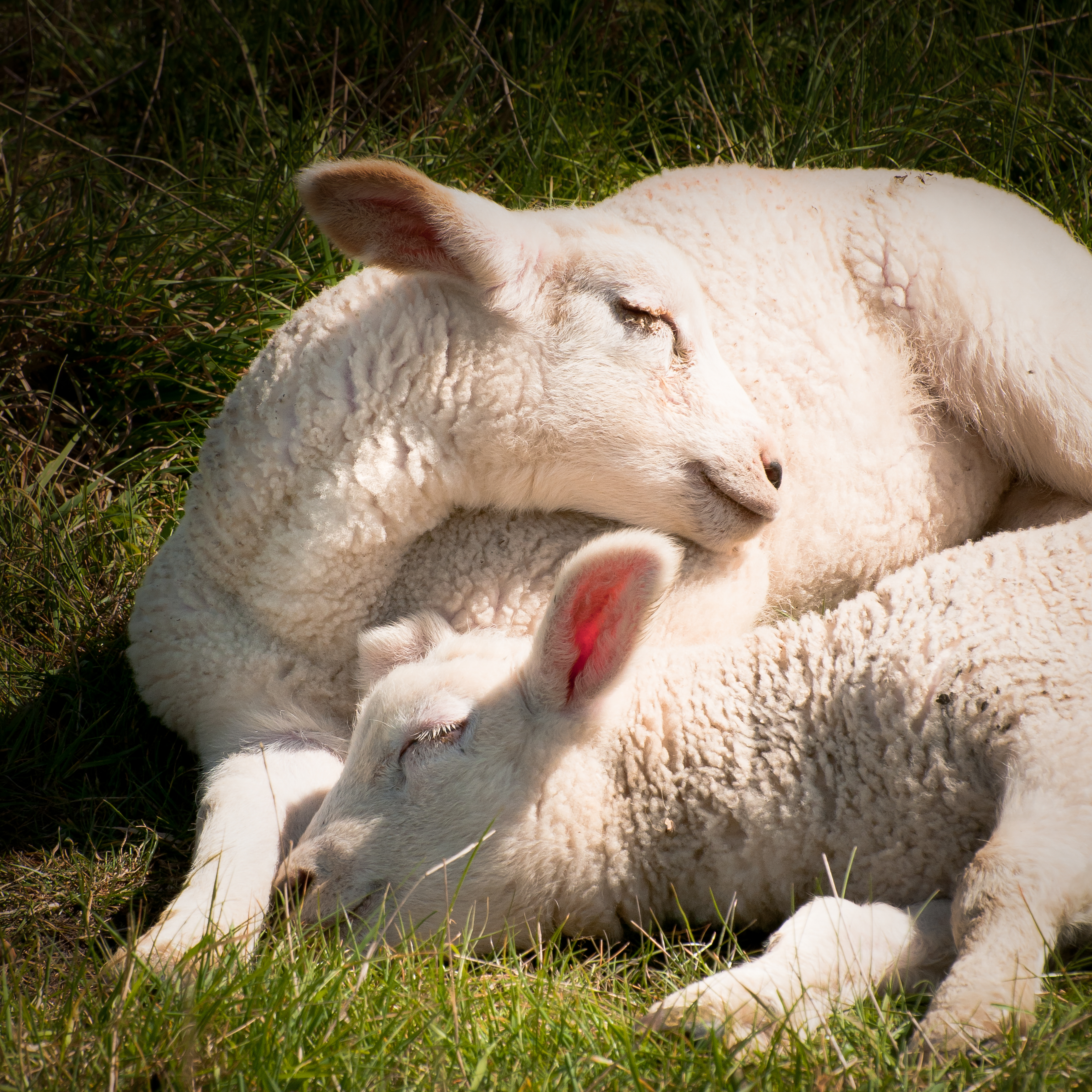 Spring Lambs