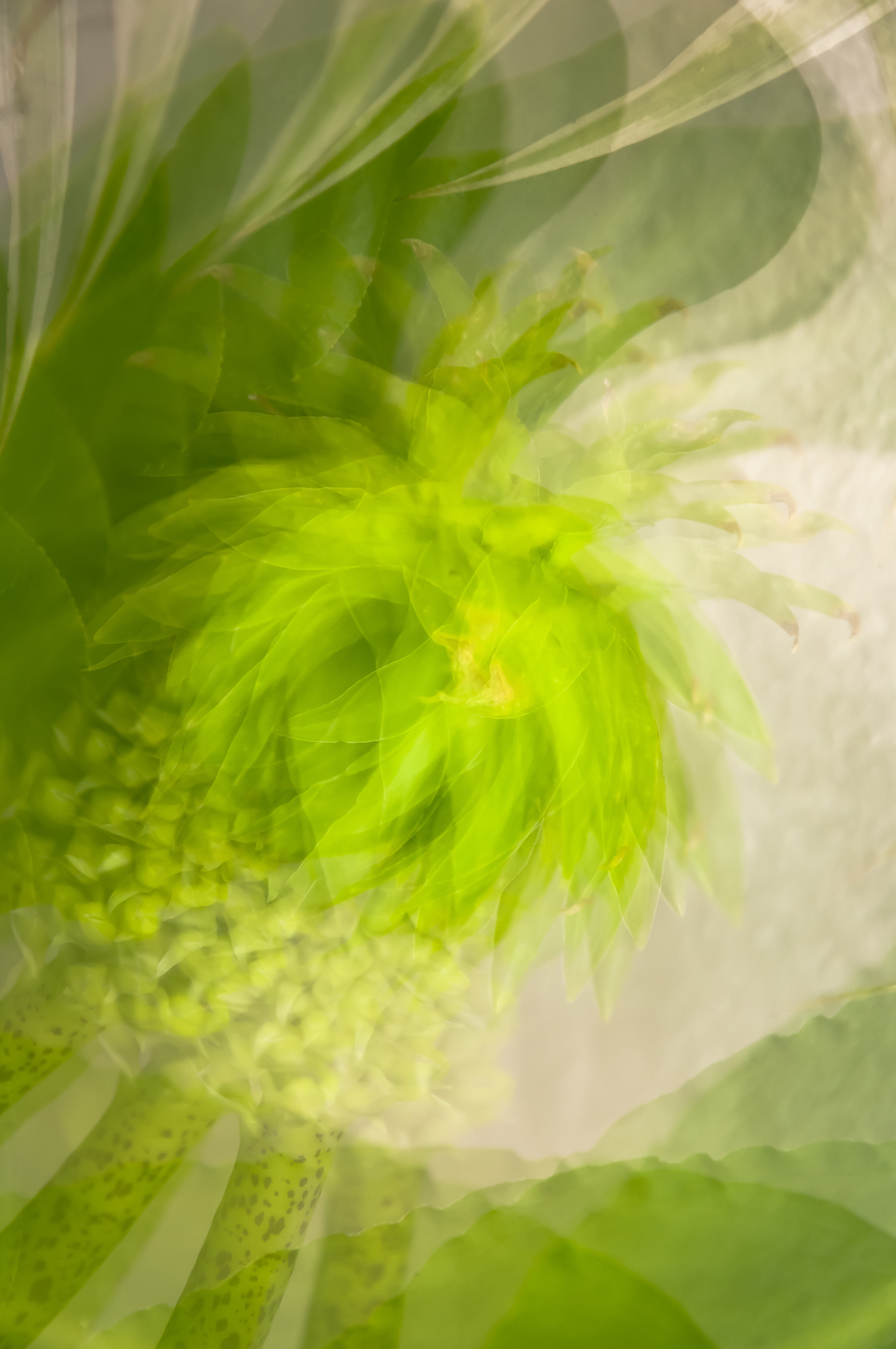 Fine Art Flowers 2