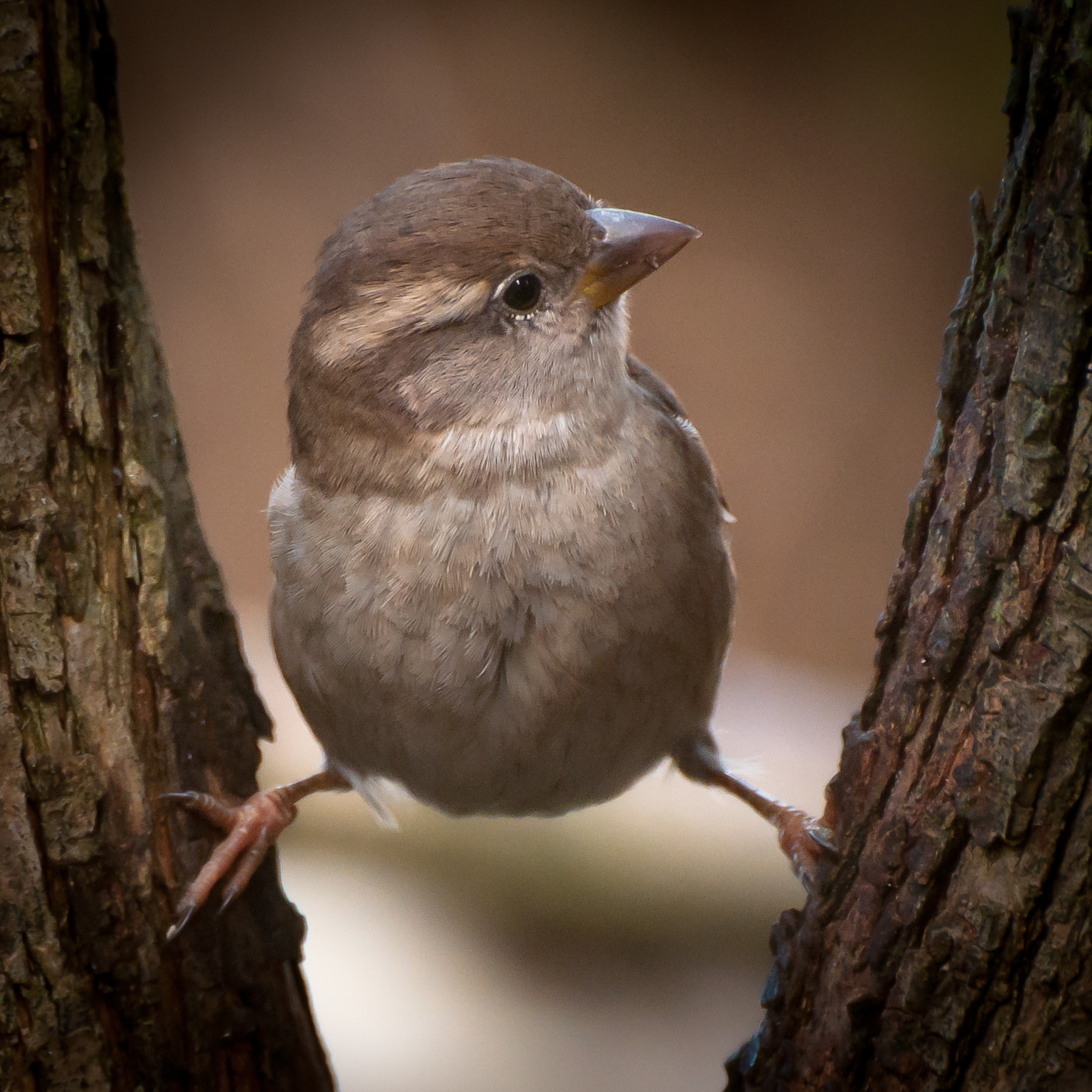 Sparrow