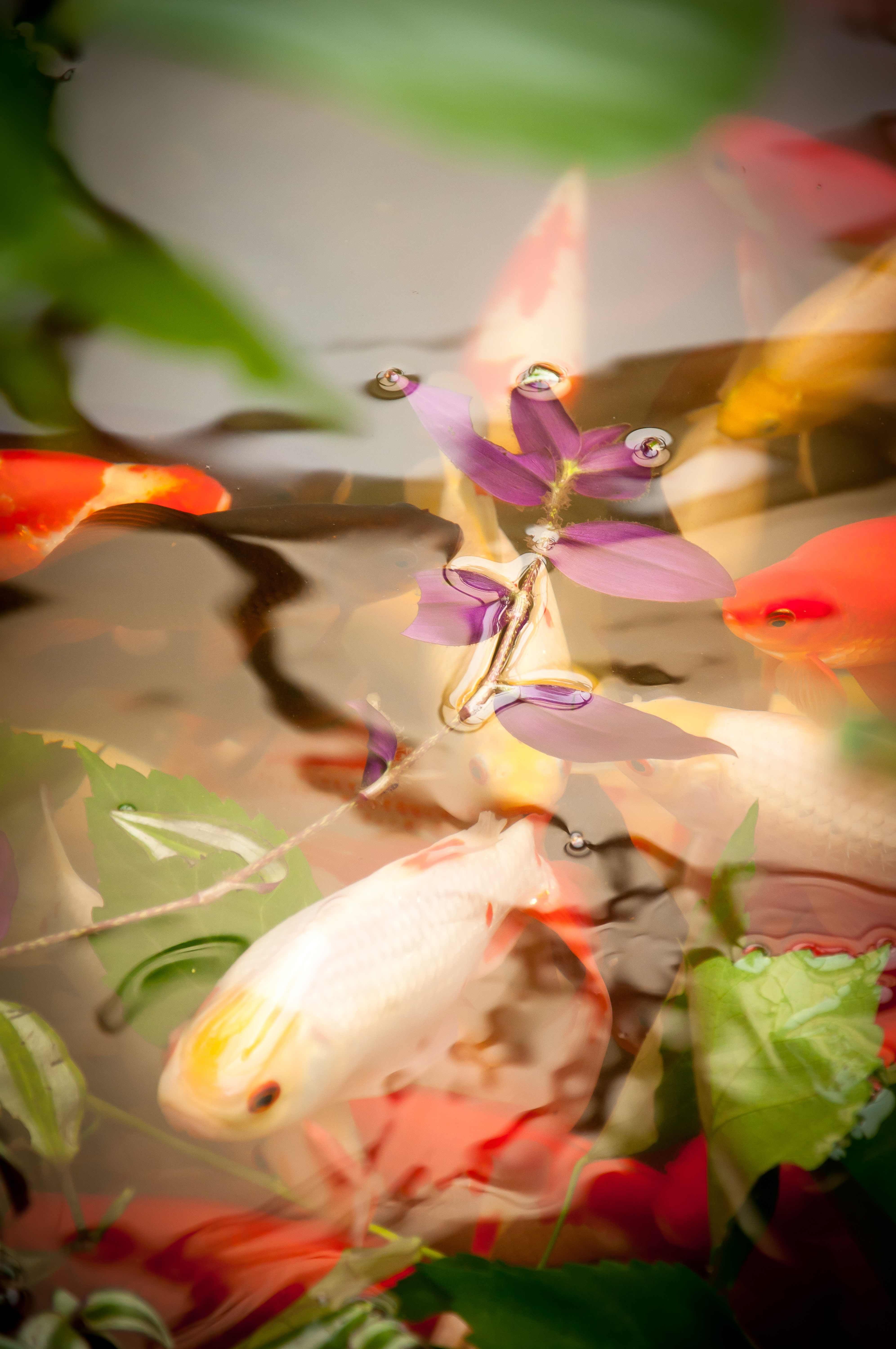 Koi carp