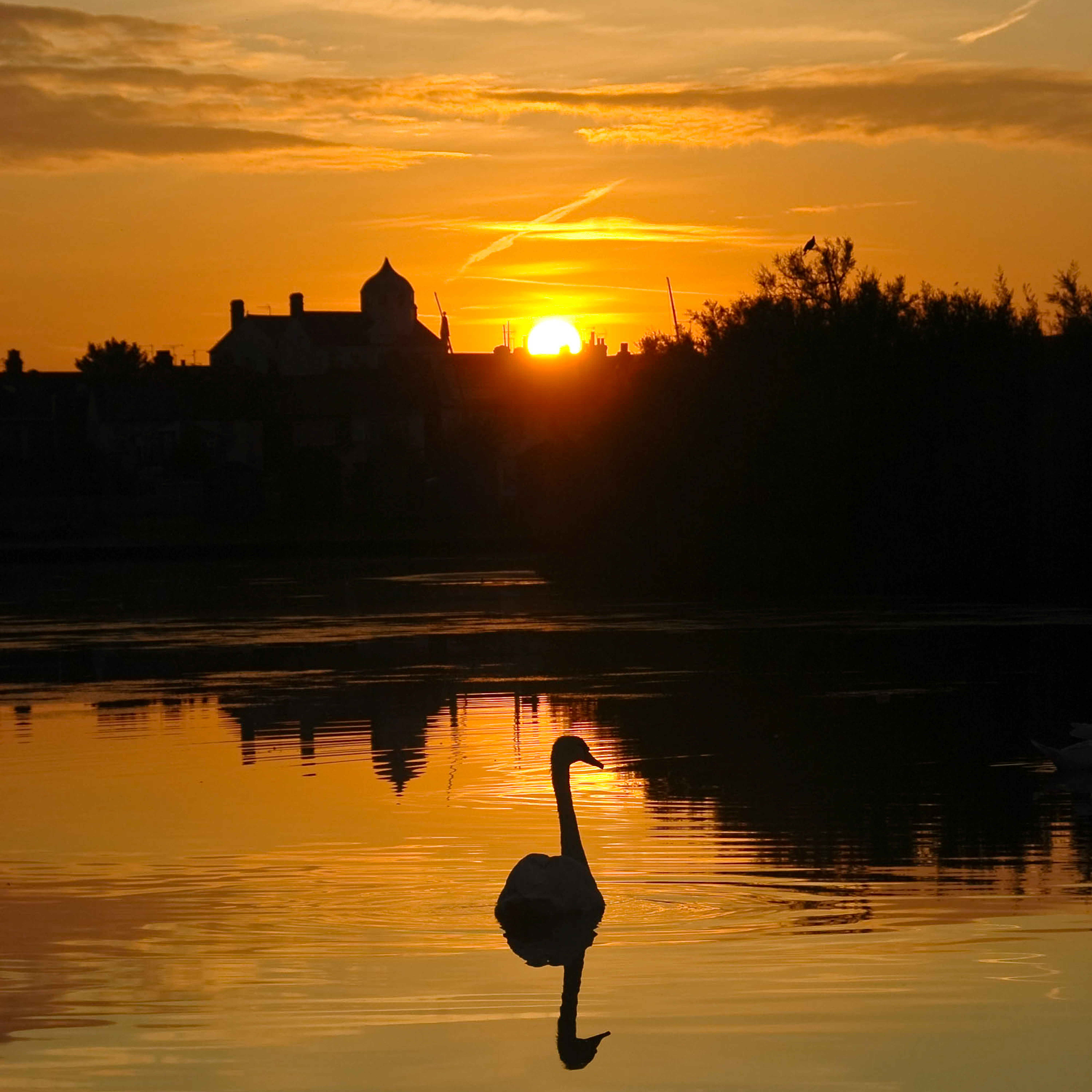 Swan at Dawn