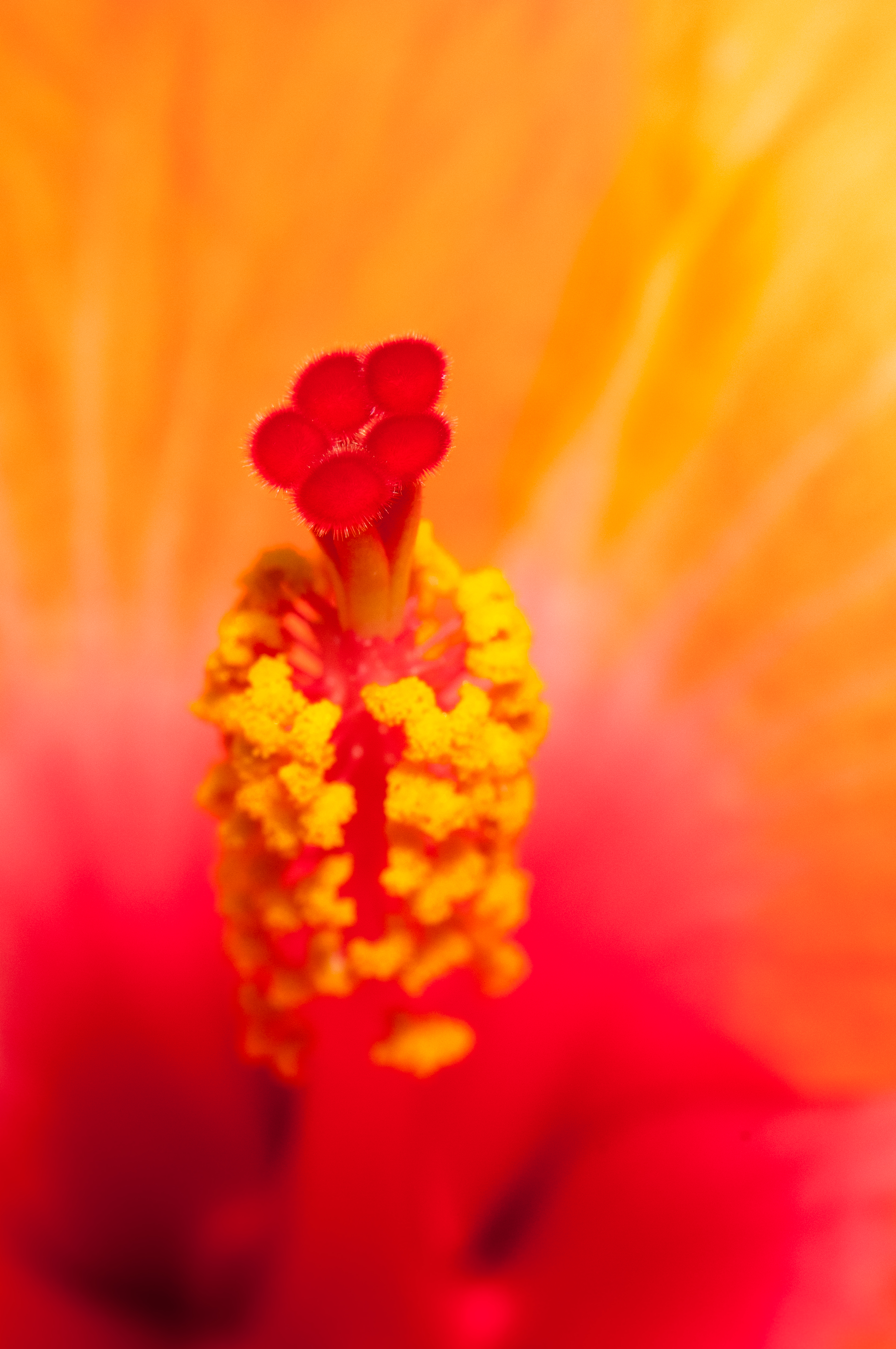 Fine Art Flowers- 4
