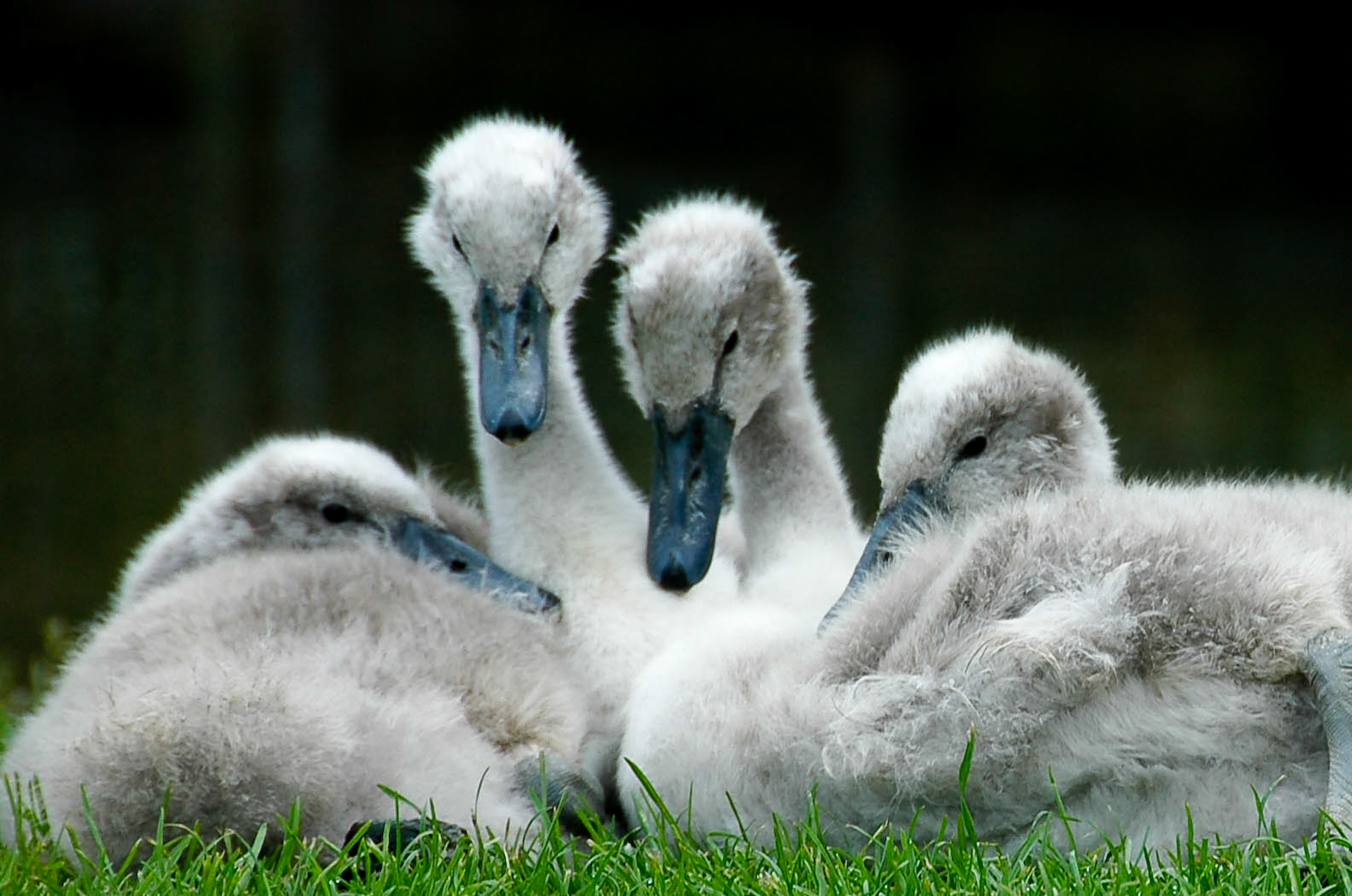 Cygnets