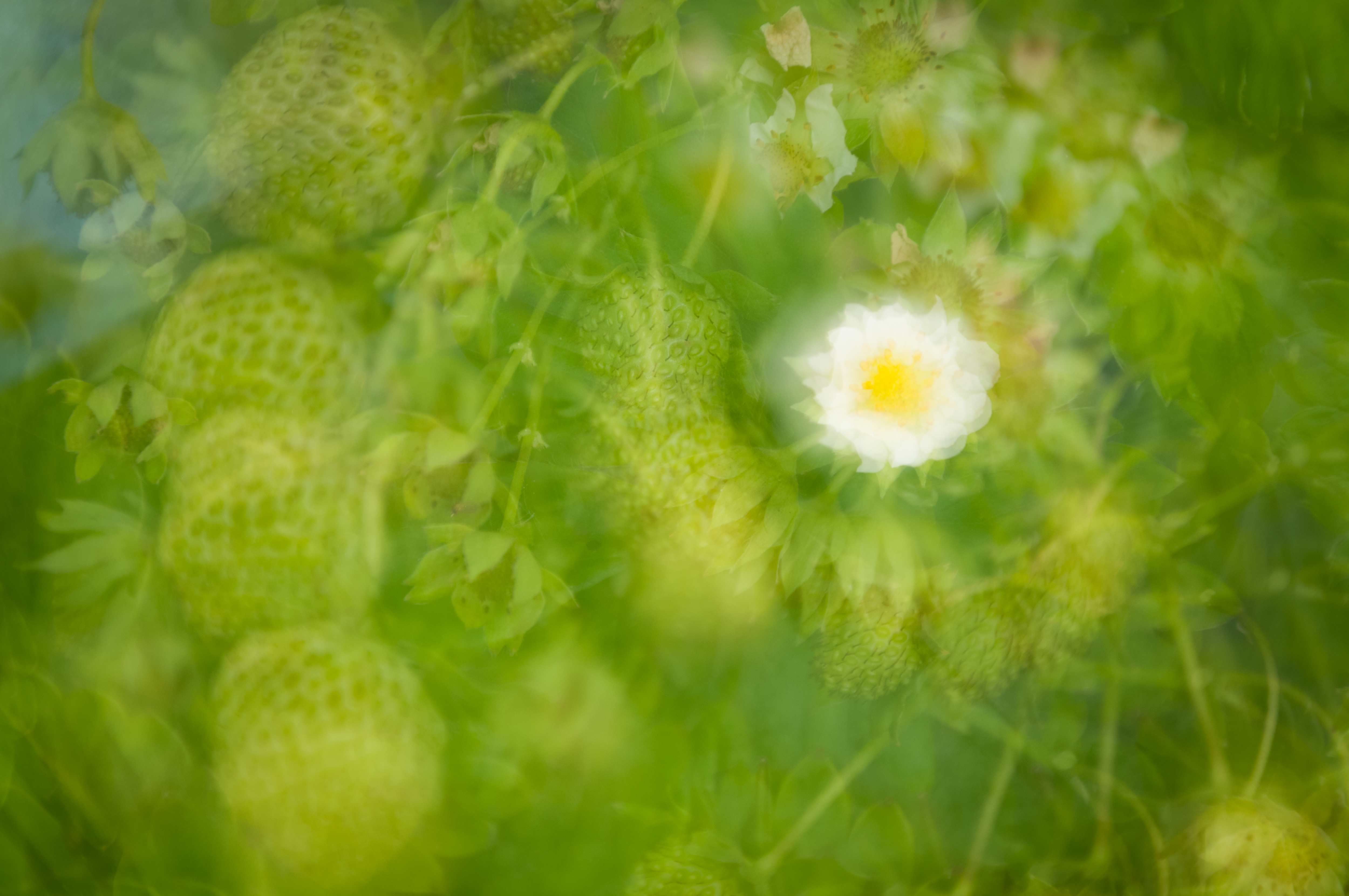Fine Art Flowers 3