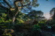 Waimea Forrest Home .jpeg