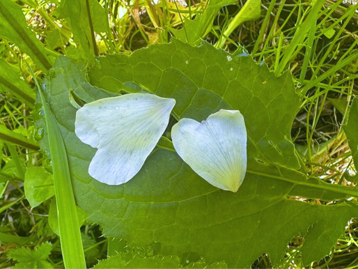 Zakaj potrebujemo stik z naravo?