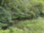 Sunbank wood and river Bollin circular walk 9am