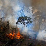 The impact of climate change on the Amazon