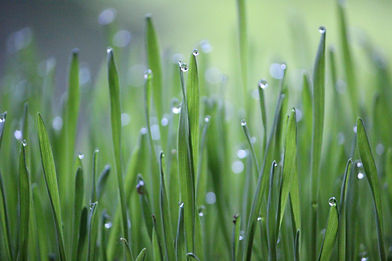 wheat-grass-6350274.jpg