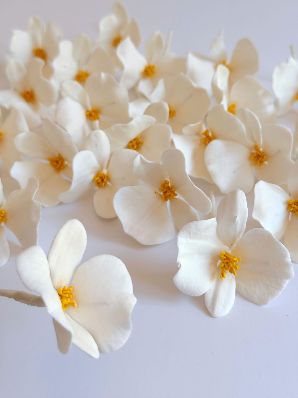 Thumbnail: Classic Begonia - Set Of 12