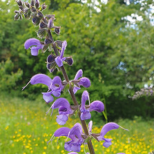Wiesensalbei.jpg