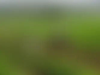 10 Innovative Sustainable Agriculture Practices in India: Preserving the Land for Future Generations