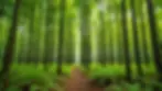 Eye-level view of a vibrant green forest in a reforestation area
