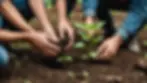 Close-up view of hands planting a tree in a reforestation project
