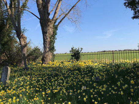 field of daffodils under a large tree canopy