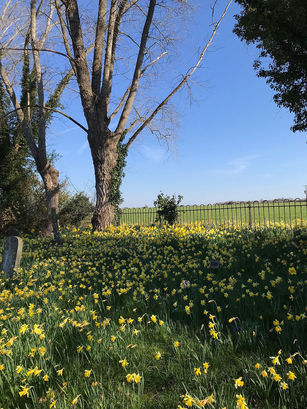 field of daffodils under a large tree canopy