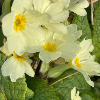 Cream primroses