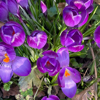 Purple crocus
