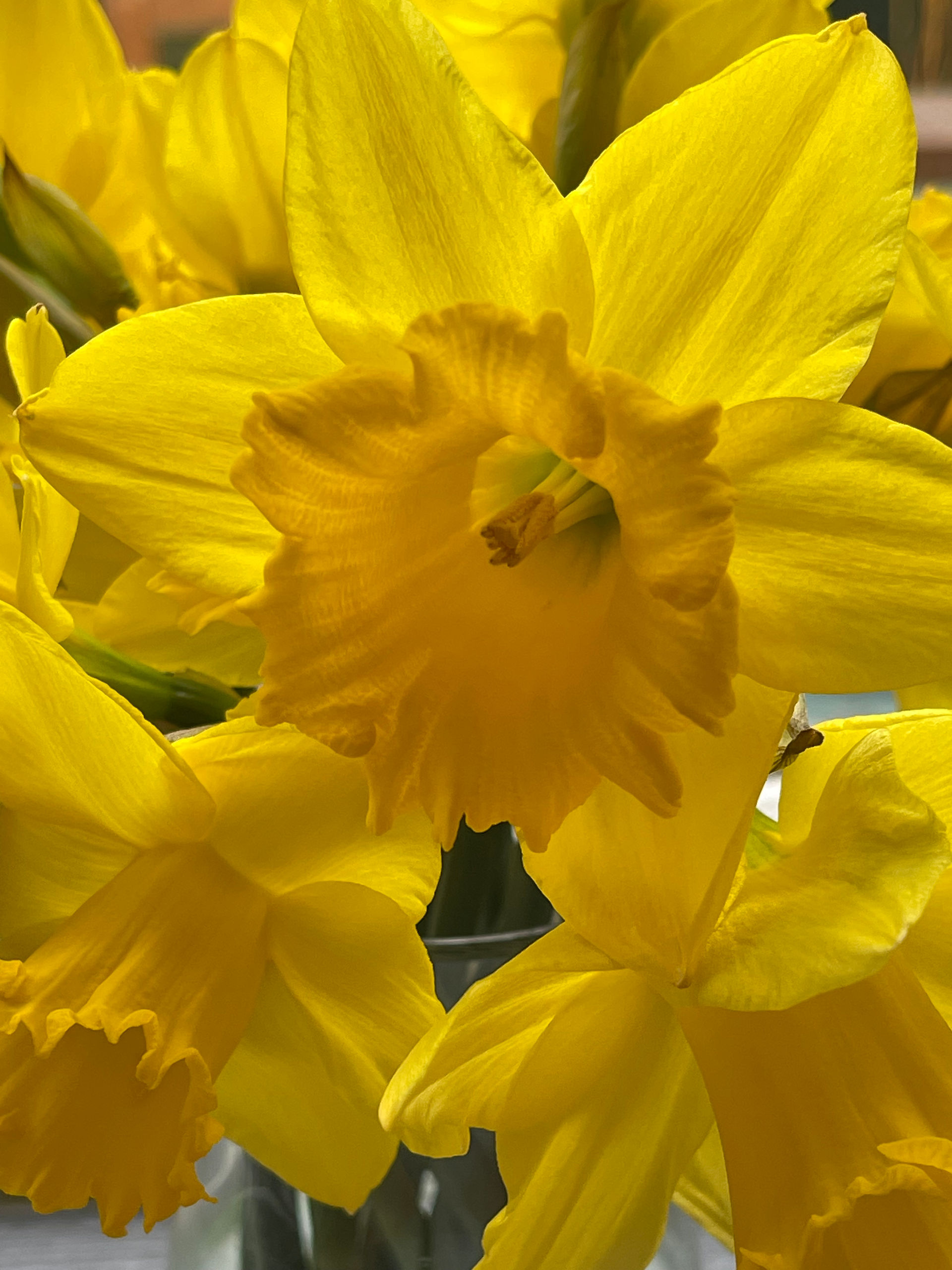 Yellow Daffodils