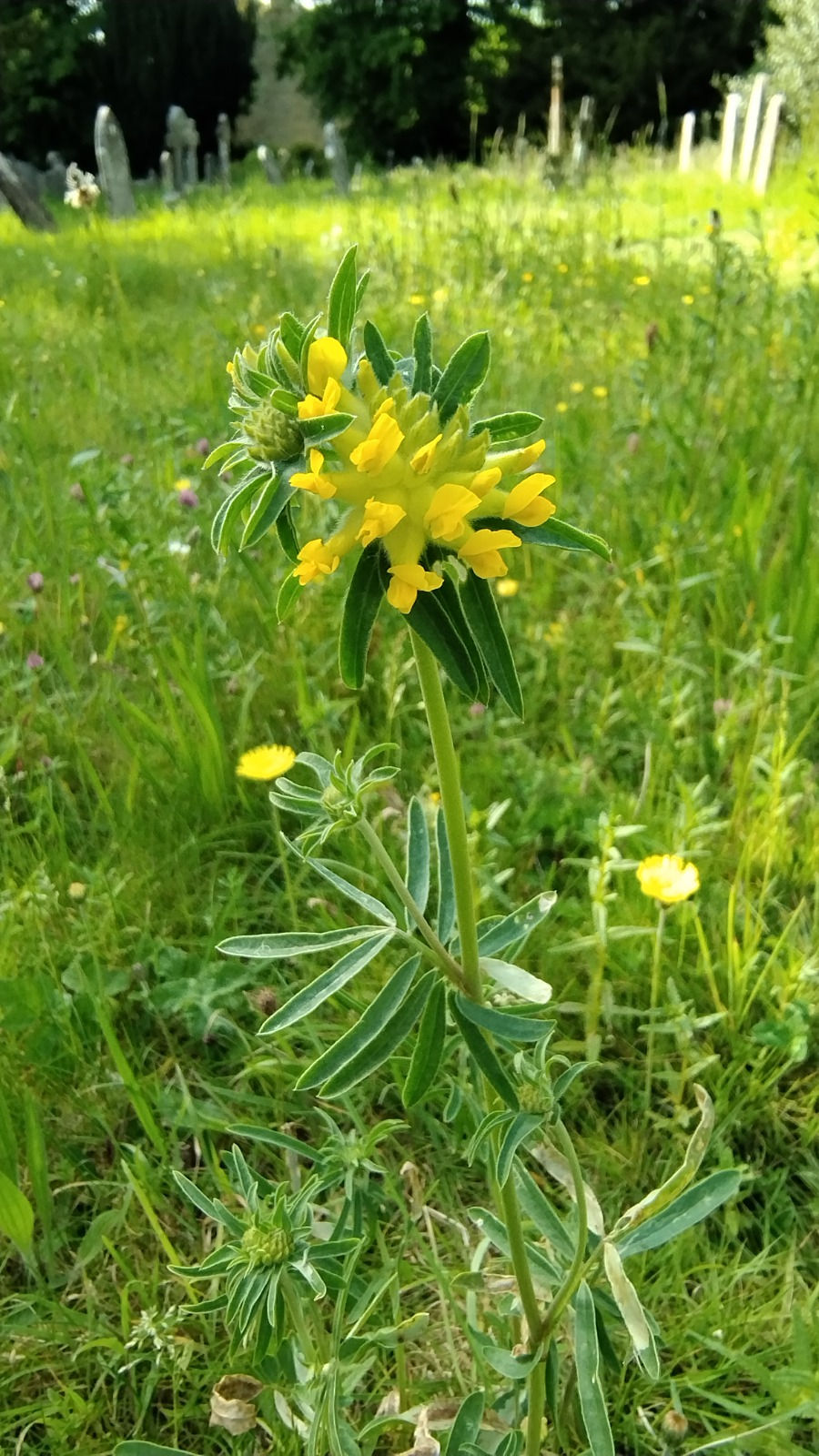 June 2026 - Enstone Eco Newsletter