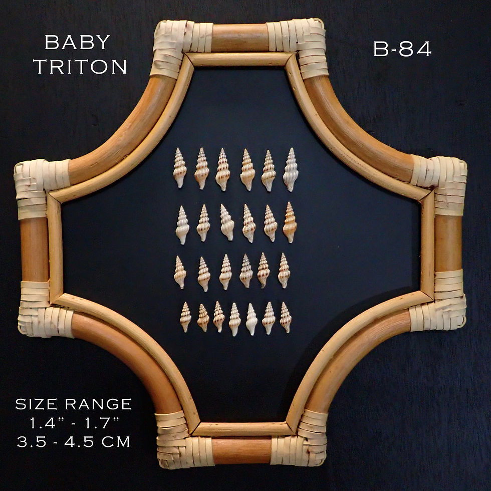 Thumbnail: Baby Triton Shells/B 84