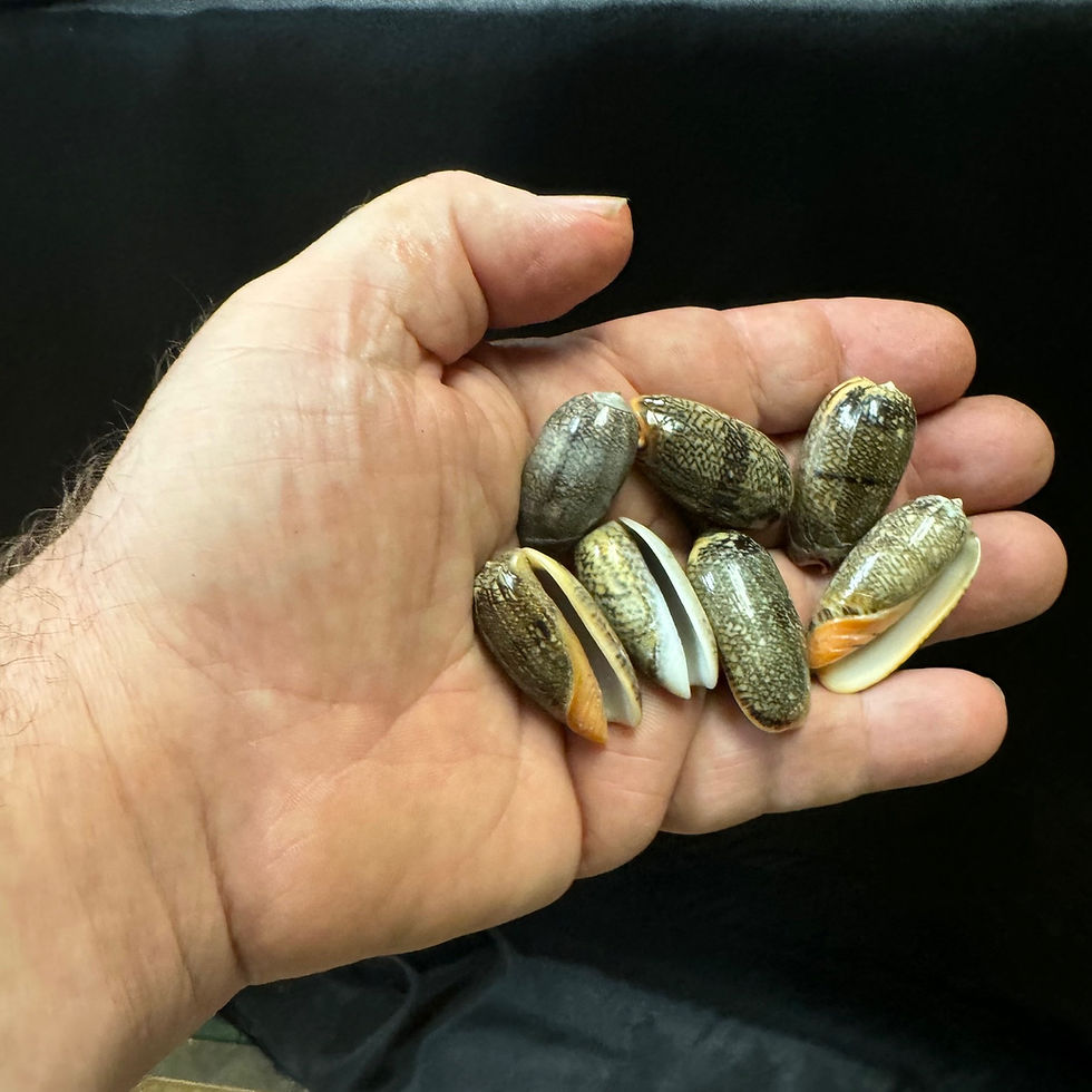 Thumbnail: Dark Olive Shells/B13 - 1.1 LB. (APPROX. 100 PCS) - $0.04/PIECE